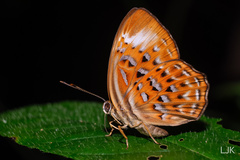 Taxila haquinus haquinus
