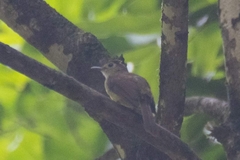 Tricholestes criniger