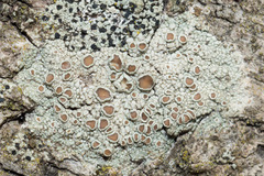 Lecanora subrugosa