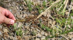 Juncus maritimus