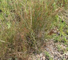 Juncus maritimus