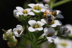 Nomioides minutissimus