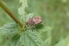 Carpocoris purpureipennis