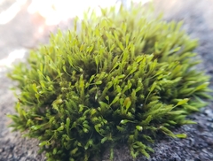 Racomitrium crispulum