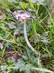 Coprinopsis lagopus