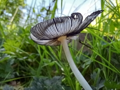 Coprinopsis lagopus