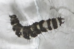 Amphicallia bellatrix