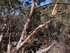 Eucalyptus trivalva