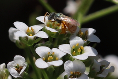 Nomioides minutissimus