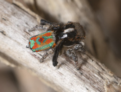 Maratus clupeatus