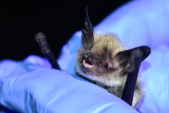 Myotis thysanodes