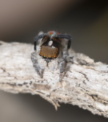 Maratus clupeatus