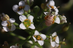 Nomioides minutissimus