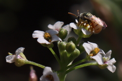 Nomioides minutissimus