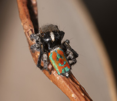 Maratus clupeatus