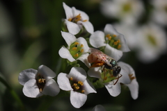 Nomioides minutissimus