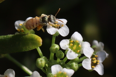 Nomioides minutissimus