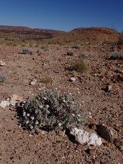 Anemocarpa saxatilis