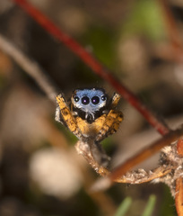 Maratus banyowla