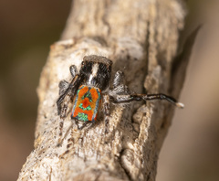Maratus clupeatus