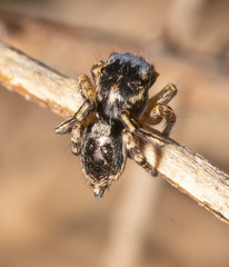 Maratus banyowla