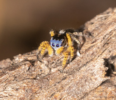 Maratus banyowla