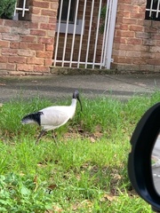Threskiornis molucca