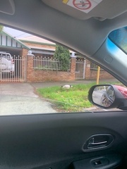 Threskiornis molucca