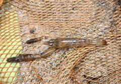 Macrobrachium malayanum