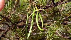 Acacia grasbyi