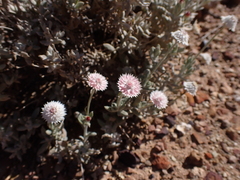 Anemocarpa saxatilis