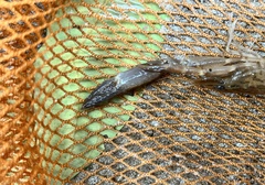 Macrobrachium malayanum