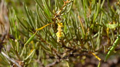 Acacia grasbyi