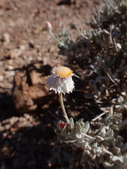 Anemocarpa saxatilis