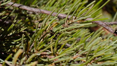 Acacia grasbyi
