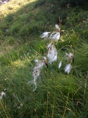 Eriophorum latifolium