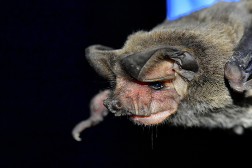 Pocketed Free-tailed Bat