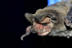 Pocketed Free-Tailed Bat photo 2