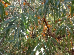 Hippophae rhamnoides