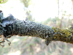 Physcia tribacioides