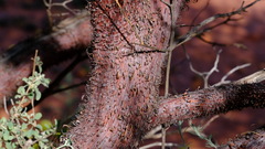 Acacia grasbyi