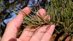 Acacia grasbyi