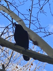 Corvus coronoides