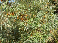 Hippophae rhamnoides