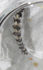 Amphicallia bellatrix