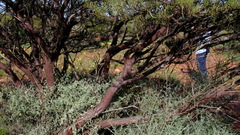 Acacia grasbyi