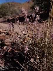 Ptilotus whitei