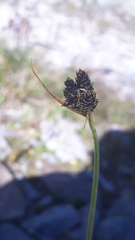 Carex parviflora