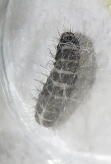 Amphicallia bellatrix