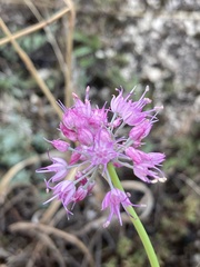 Allium cretaceum